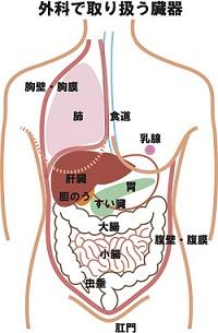 外科で取り扱う臓器